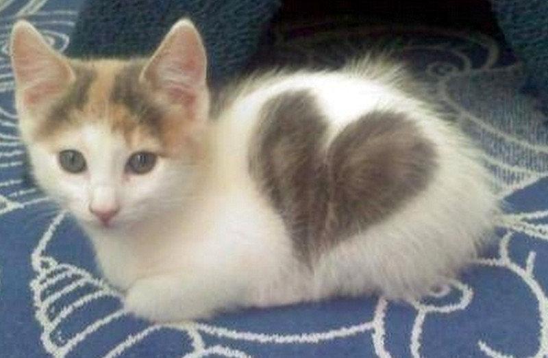 Messager de l'amour...