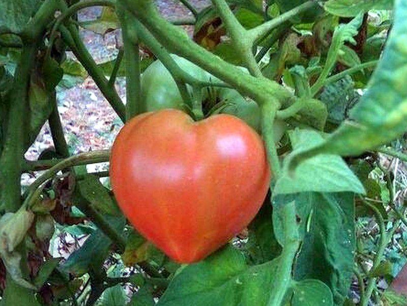 Le fruit du coeur.